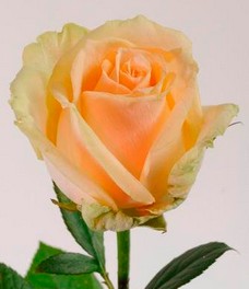 1 Роза R003