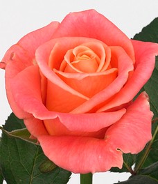 1 Роза R044